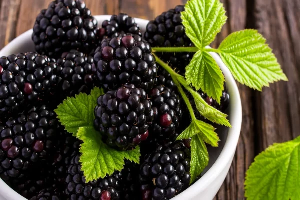 Szeder: A vas és immunerősítő bogyós csoda